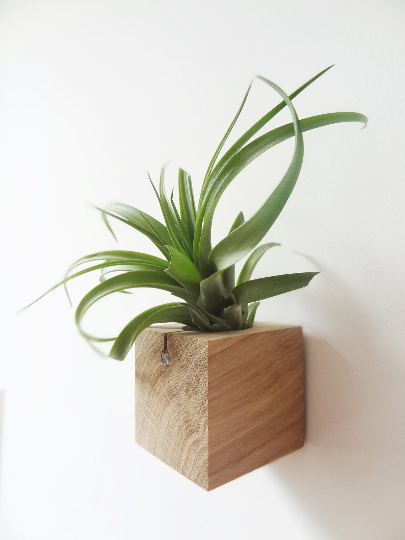 Cube – Light Oak