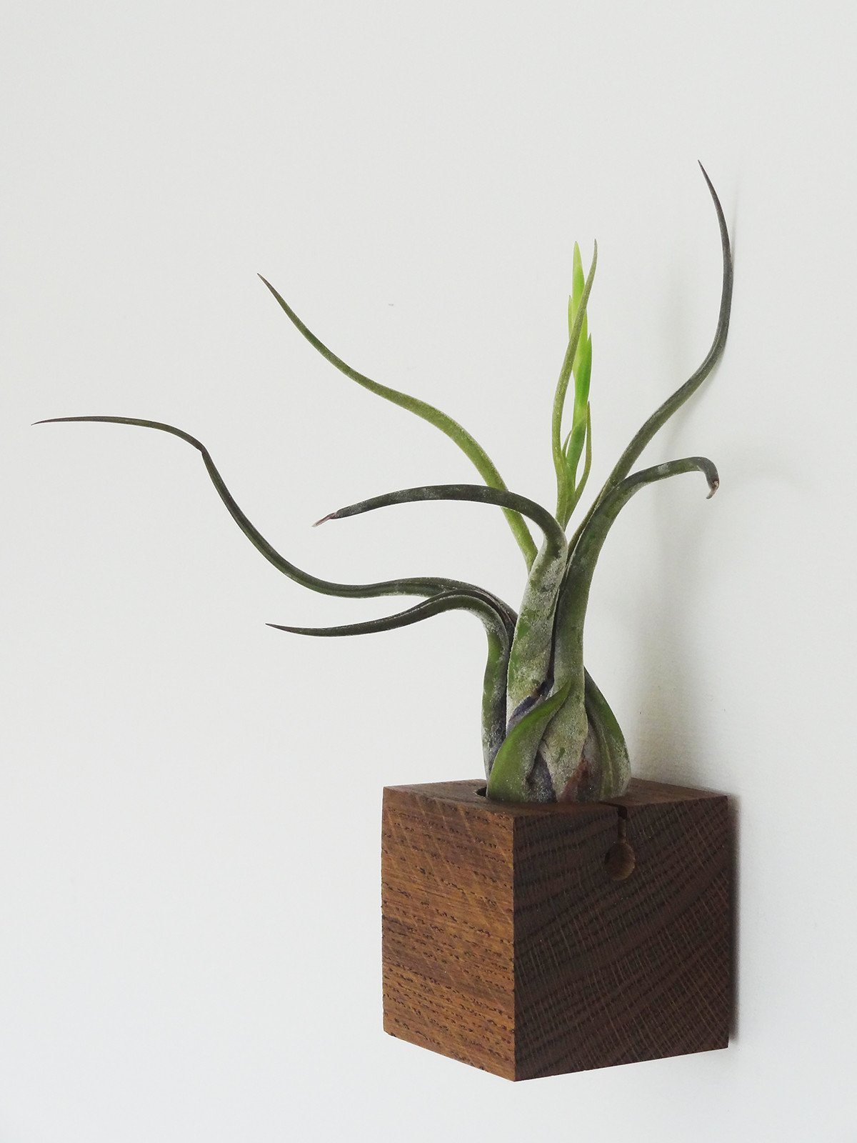 Cube – Dark Oak